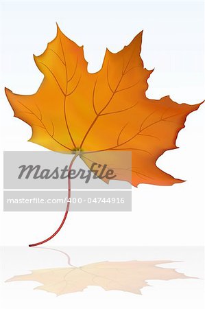 illustration of vector maple leaf