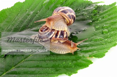 Two snails on leaf over white background