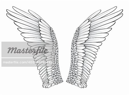 Wings (Realistic Illustration / Design Elements)