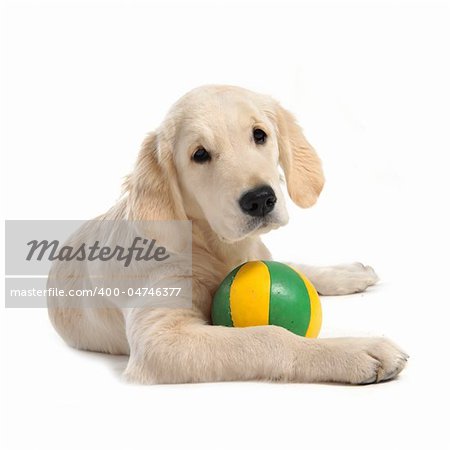 purebred puppy golden retriever in front of a white background