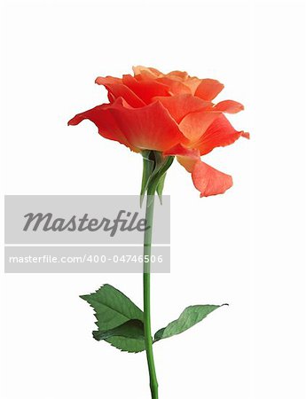 beautiful orange rose isolated on white background