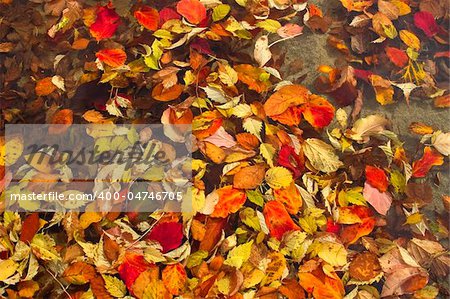 Floating Fall Leaves in Pond at Public Park in Autumn