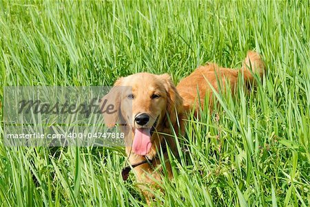 golden retriever young dog in green grass outdoor