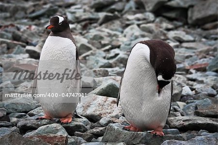 two identical penguins resting on the stony coast of Antarctica