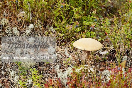 Boletus mushroom in its natural habitat - fall