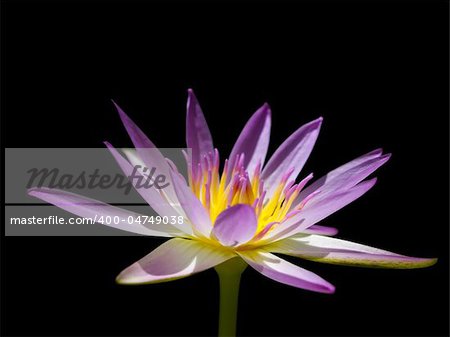 light pink lotus on black background