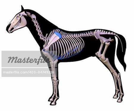 Skeleton of a horse.