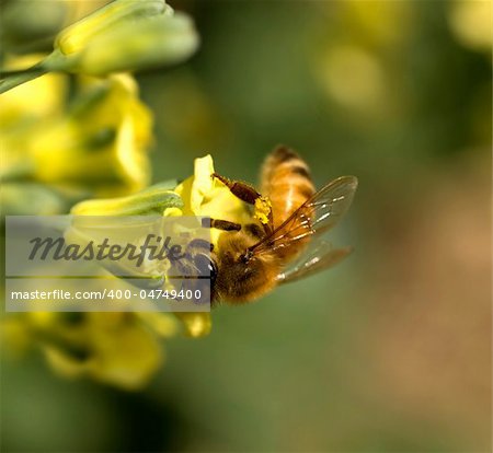 honey bee collecting pollen from yellow spring flowers of broccoli vegetable plant