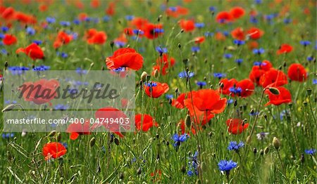 Fields of poppies in the tuscany region in italy