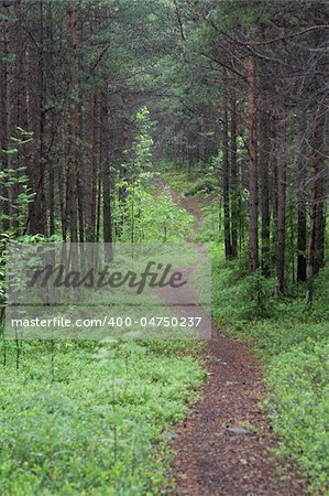 Lane leaving in wood in dull weather