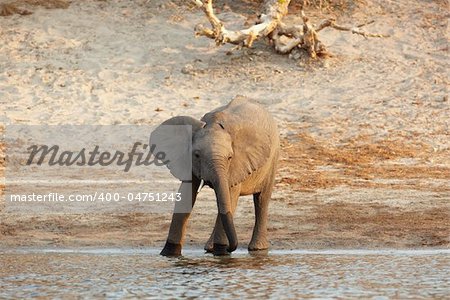 African elephant (Loxodonta Africana) on the banks of the Chobe River in Botswana drinking water and playing in the mud