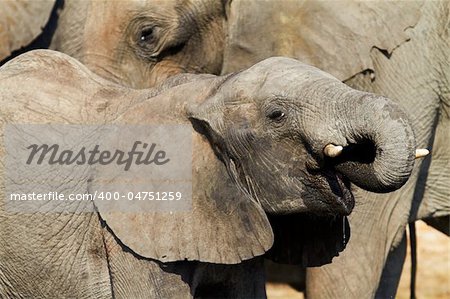 A herd of African elephants (Loxodonta Africana) on the banks of the Chobe River in Botswana drinking water