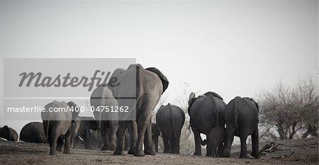 A herd of African elephants (Loxodonta Africana) on the banks of the Chobe River in Botswana walking away from the river