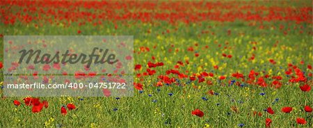 Poppies like on a painting of claude monet