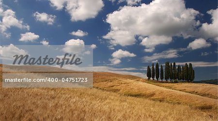 A group of typical cypress in the tuscan region