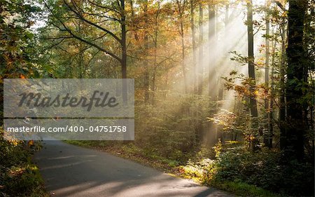 sunbeams filtered through leaves