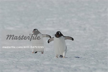 Gentoo Penguins in Antarctica