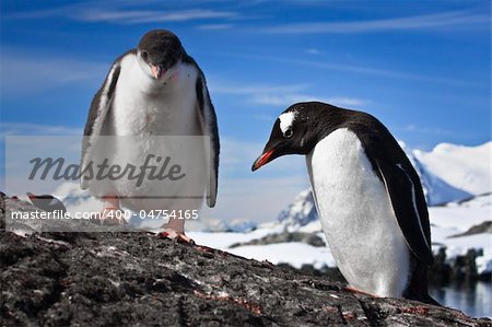 two penguins resting on the stony coast of Antarctica