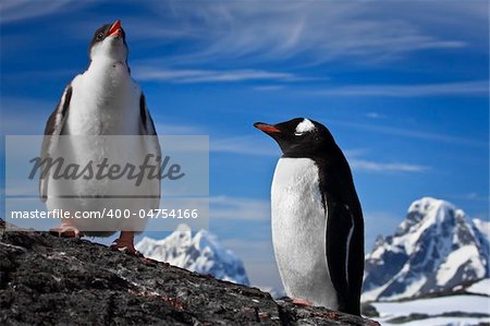 deux pingouins reposant sur la côte de l'Antarctique de stony