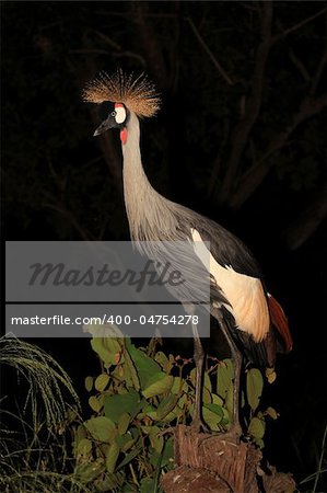 Crested / Crowned Crane - The National Bird of Uganda