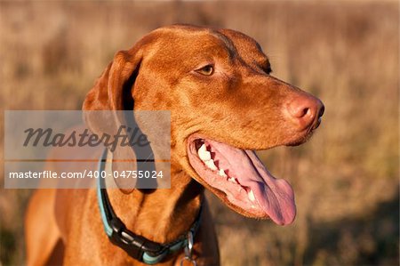 A happy looking Hungarian Vizsla dog in an autumn field.