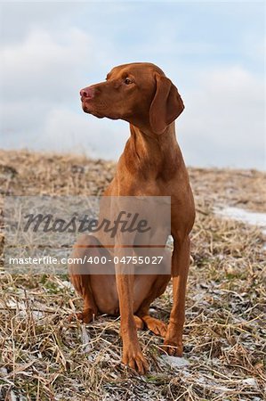 A portrait of a Vizsla dog sitting in a snowy field.