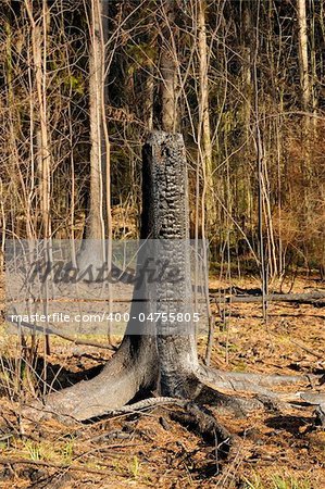 Burned tree photographed sunny autumn day. Aftermath of summer fires in Russia.