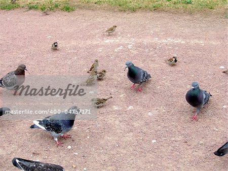 The urban birds are sparrows and pigeons