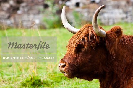 Eating Angus in a field in Sutherland, Scotland.