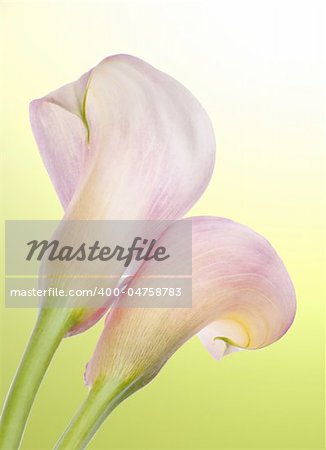 Radiant Pink Calla Lily Background with Green.