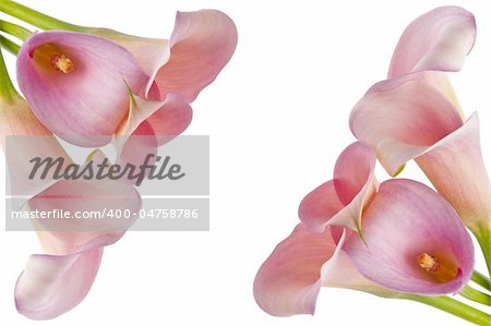 Radiant Pink Calla Lily Background Image with Two Bunches on White.