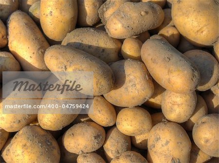 Detailed look at the freshly harvested potatoes