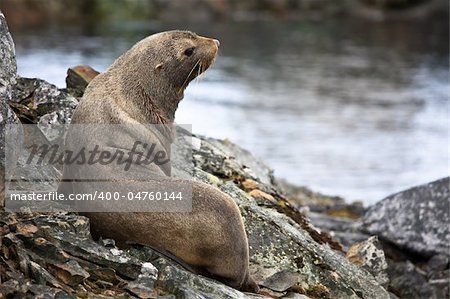 The brown seal has a rest on stones in Antarctica
