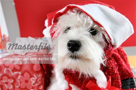 White puppy dressed in santa claus costume.