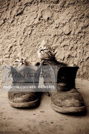 Two little kittens sitting in old boots