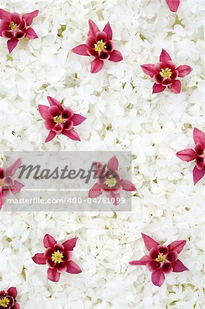 Guelder rose and columbine  blossoms - background