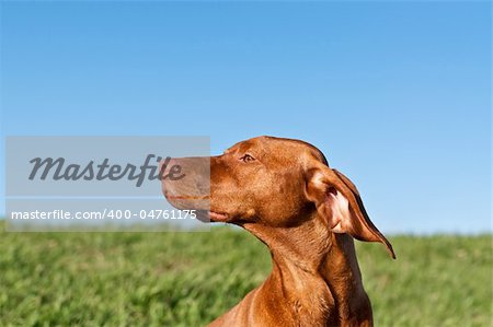 A profile shot of a sunlit Vizsla dog in a green field with a deep blue sky..