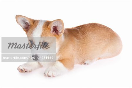 Pembroke Welsh Corgi puppy isolated on a white background
