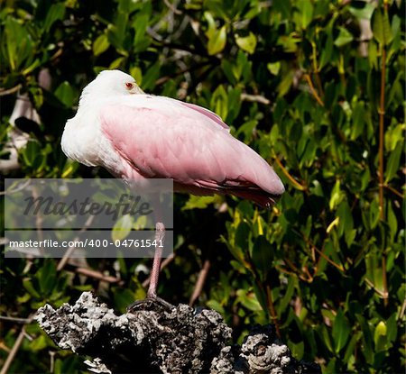 A roseate spoonbil rests in a tree at Ding Darling preserve on Sanibel Island
