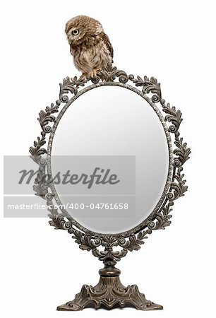 Little Owl, 50 days old, Athene noctua, in front of a white background with a mirror