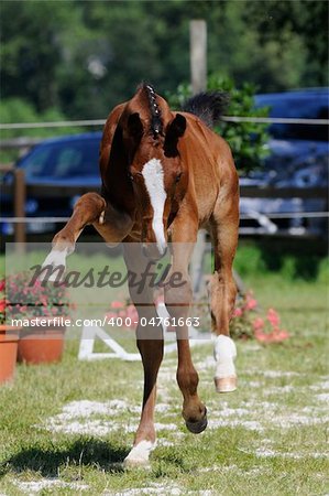 Young foals in Pacour