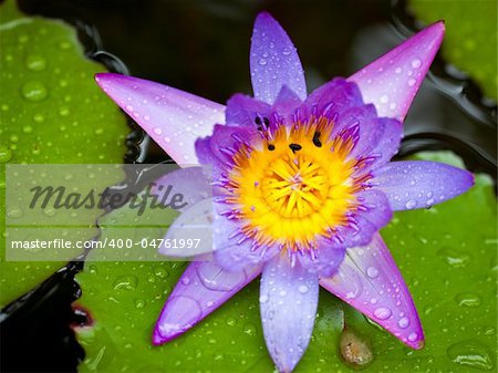 A closeup shot of a beautiful lotus flower or waterlily with lush green leaves in a pond