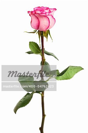 Fresh pink roses on a white background