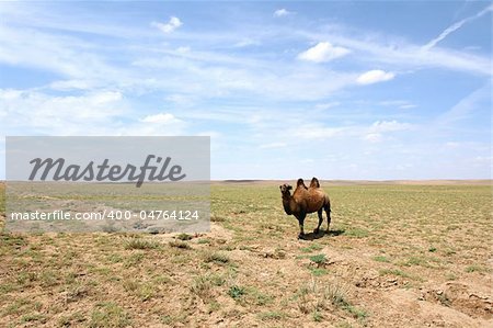 A Bactrian Camel in the Gobi desert. Mongolia