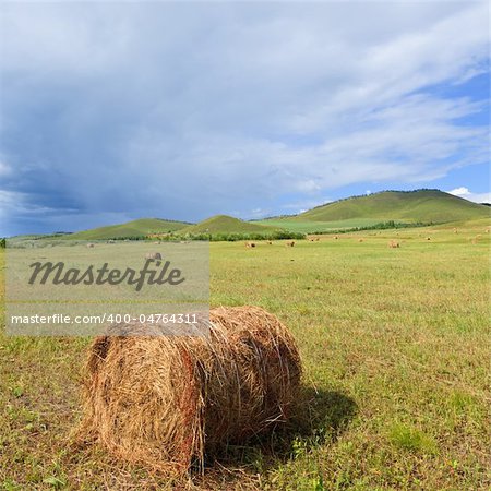 the scene of the meadow Inner Mongolia .