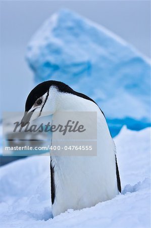 black and white penguin on the white snow