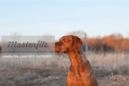 A portrait of a sitting Vizsla dog in a field the spring.