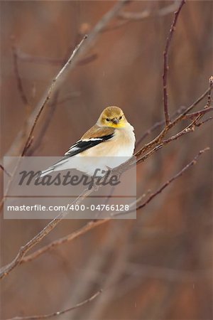 Wild American Goldfinch Male in Winter ( non-breeding ) Plumage.  Bird is perched on a branch with little snow flakes on Feathers.