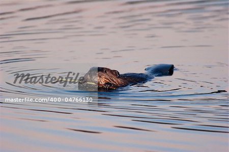 Wild American Beaver Eating Bark Off A Branch In The Twilight. Beaver was located in Ohio.