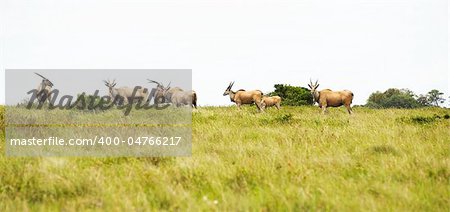 antelope eland in savanna East Africa